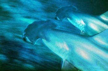 red sea - sanganeb reef - hammerheads - COMPOSING > secon... by Manfred Bail 